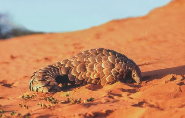 Comment les pangolins utilisent-ils leur langue pour se nourrir de fourmis et de termites ?