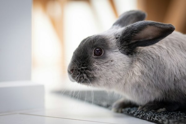 Animalerie spécialiste du lapin et du rongeur : tout pour vos pets