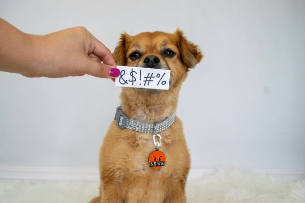 Médaille chien originale : personnalisez votre médaillon en bois